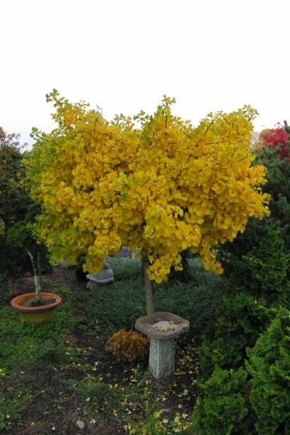 Гінкго дволопатеве Марікен штамбі 